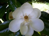 Le magnolia grandiflora : un bel arbre d'ornement