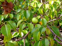 Le mancenillier : l'arbre le plus toxique du monde