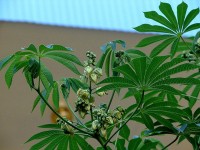 Le manioc rustique : une plante très graphique