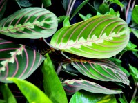 Le maranta ou plante qui prie : caractéristiques et entretien
