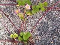 Le marcottage : mode d'emploi