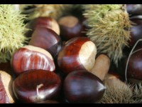 Le marron glacé, délice de Noël