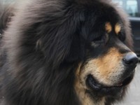Le mastiff tibétain : le chien le plus cher du monde