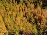 Le mélèze : 5 choses étonnantes à savoir sur cet arbre