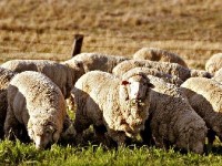 Le mérinos : la race championne de la production lainière