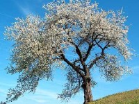 Le merisier : présentation et caractéristiques