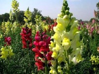 Le muflier ou gueule de loup : une fleur facile à cultiver