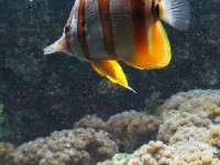 Le Muséum Aquarium de Nancy : un musée scientifique réputé