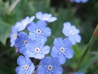Le myosotis : une plante très fleur bleue