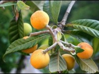 Le néflier du Japon : un arbre de culture facile