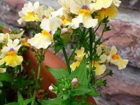 Le Nemesia ou miroir des elfes : une plante à la floraison généreuse
