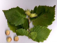 Le noisetier : plantation et entretien