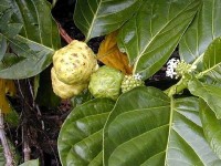 Le noni : un fruit aux vertus controversées