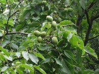 Le noyer : conseils de culture et utilisations 