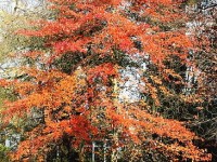Le Nyssa sylvatica : un bel arbre d'automne