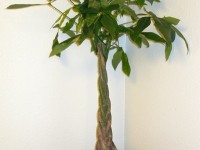 Le Pachira aquatica ou arbre à monnaie : une plante très décorative