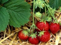 Le paillage : mode d'emploi