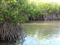 Le palétuvier : un arbre pas comme les autres
