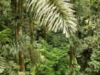 Le palmier à échasses : un arbre qui marche