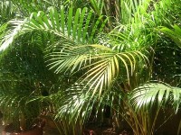 Le palmier d'arec : une plante d'intérieur facile à entretenir