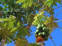 Le papayer : la plante qui donne les papayes