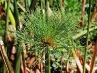 Le papyrus : une plante d'ornement