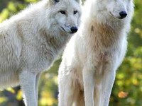 Le Parc de Sainte-Croix : l'aventure au plus près des animaux