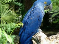 Le Parc des oiseaux : l'évasion à tire-d'aile à Villars-les-Dombes