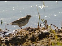 Le Parc du Marquenterre : le paradis des oiseaux