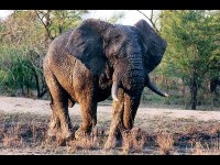 Le Parc Kruger : la plus vaste réserve animalière d'Afrique du Sud