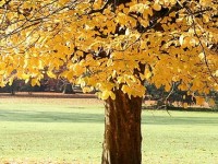 Le parrotie de Perse ou arbre de fer : présentation et culture