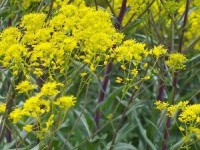 Le pastel : l'or bleu du Pays de Cocagne