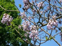 Le paulownia : présentation et culture