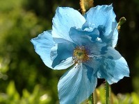 Le pavot bleu : une fleur d'un azur éclatant