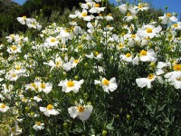 Le pavot en arbre : une belle fleur estivale