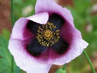 Le pavot somnifère : une fleur de toute beauté