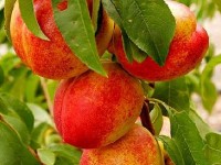 Le pêcher : présentation et caractéristiques