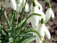 Le perce-neige : une fleur annonciatrice du printemps