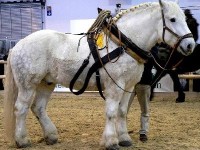Le percheron : le plus célèbre cheval de trait du monde