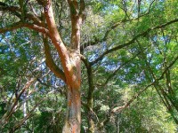 Le permanbouc ou bois-brésil : un arbre étonnant