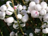 Le pernettya : un arbuste aux baies décoratives