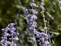 Le perovskia : une touche de bleu pour vos massifs