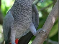 le perroquet Gris du Gabon : un animal de compagnie original