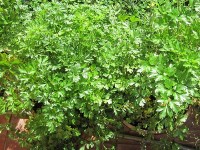 Le persil : présentation, semis et plantation