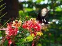 Le petit flamboyant : un bel arbuste tropical