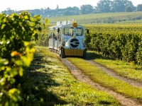 Le petit train de Chalonnes-sur-Loire : une balade dans les vignes des Coteaux du Layon
