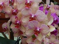 Le phalaenopsis : la plus célèbre des orchidées