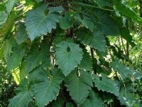 Le philodendron : une plante d'intérieur dépolluante