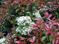 Le photinia : une belle haie persistante