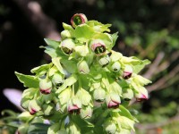 Le pied de griffon : une fleur hivernale